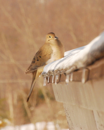 Dove in winter