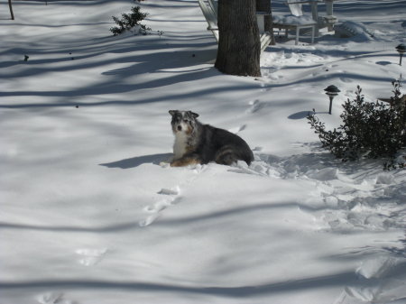 Champ loves the snow