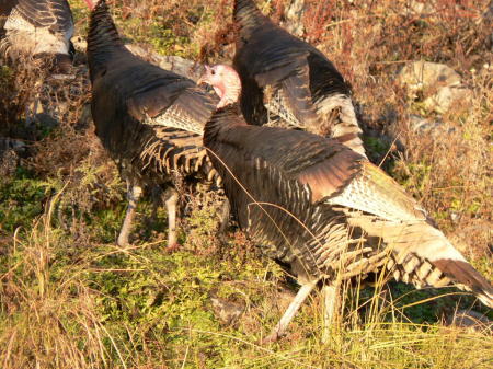 Wild turkeys in upper pasture