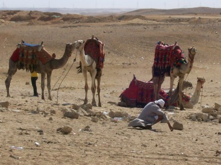 The camels of Egypt