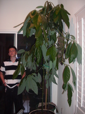 Are you taller than an Avocado Tree?