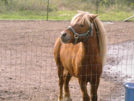 Minature stud 7 yrs old mare looks just like h