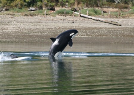 Beautiful Orcas