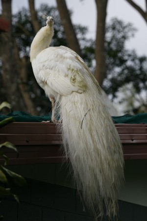 Large (5yr old) White Mutation Peacock