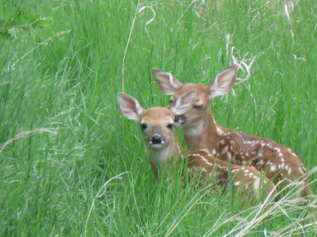 twin fawns June 2008