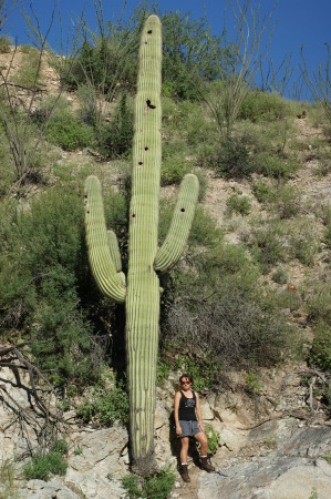 saguaro