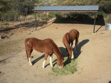 My horses in Tucson