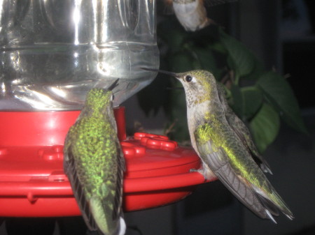 Hummingbirds