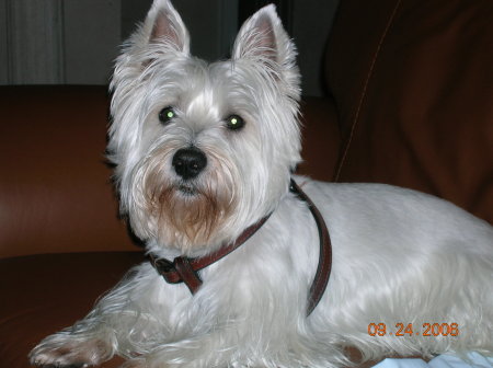 Westie "Hunter"