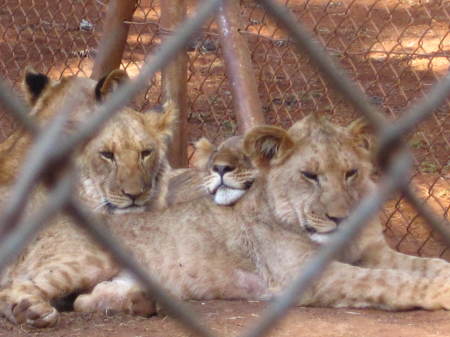Orphaned lion cubs