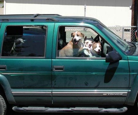 Truck full of dogs