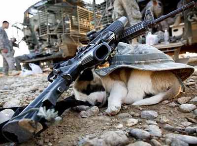 puppy-iraq