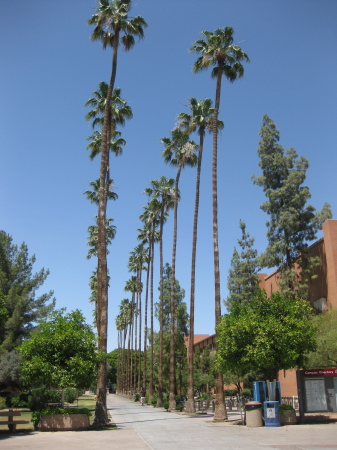 ASU's Palm Way