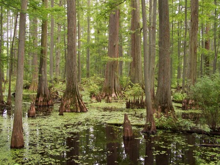 cypress trees 1