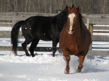 Feb. 2010 horses in the snow 011