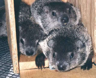Baby Groundhogs