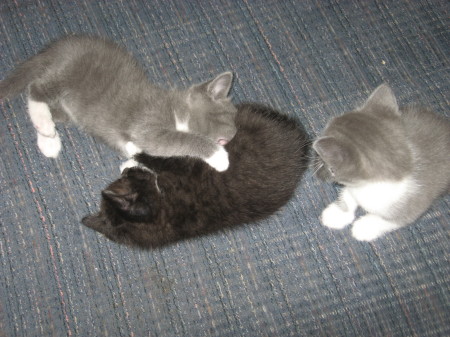 New kittens in April 2009