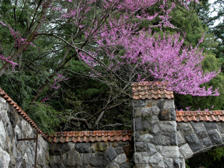 Wall and Vines