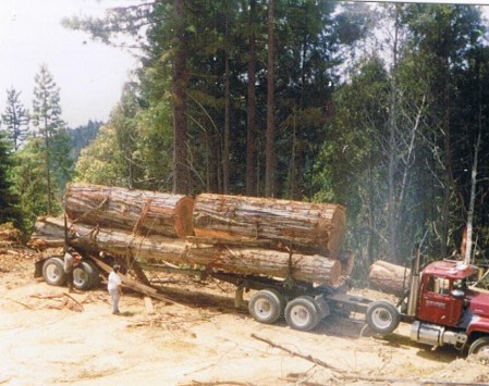 My logging days