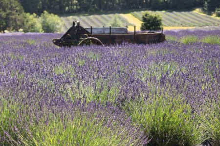 Pelindaba Lavender Farm near Friday Harbor WA