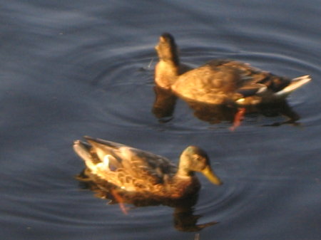 Ducks--same lake
