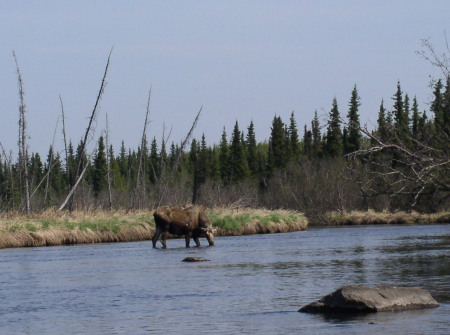 Moose we saw on canoe trip