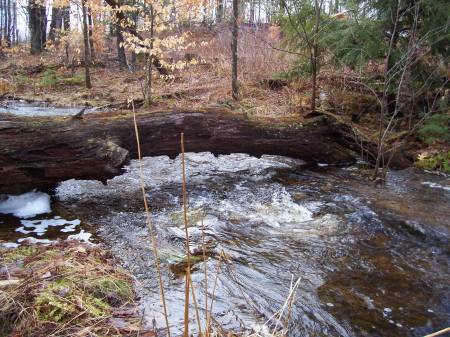 our tad pole pond, for our grandbabies