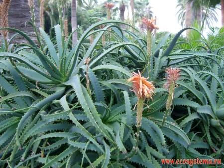 Aloe Socotrina