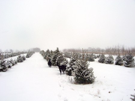 Snowy Ohio