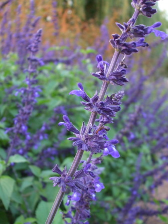 Lavender flowers