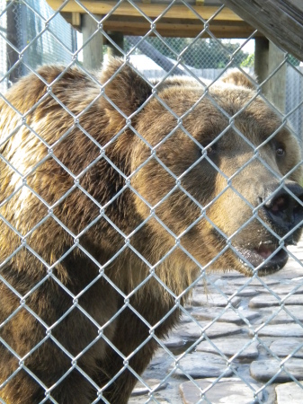 Very Very Big Bear (+/- 1,500 lbs)