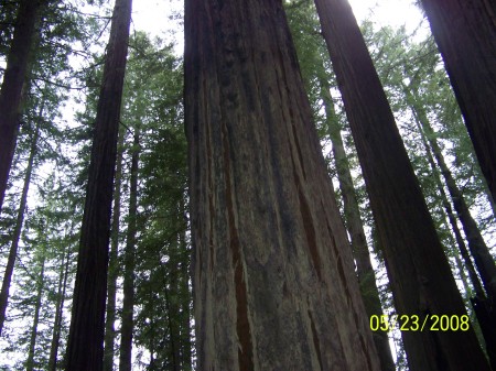 Camping in Humboldt - 2000 year old trees amaz