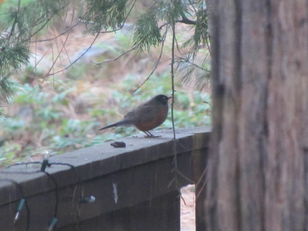A robin resting on our rail..pre snow