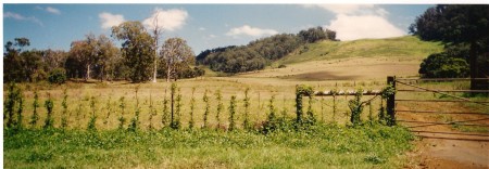 vine fence