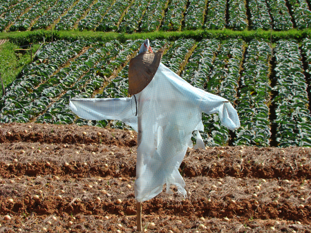 Vietnamese scarecrow