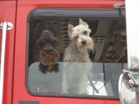 Truck Dogs