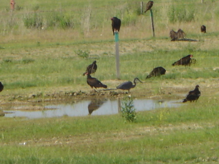 BLACK VULTURES IN BACK OF MY HOME, OSWEGO,IL.