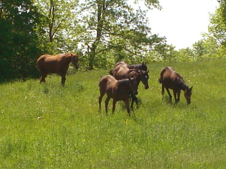 Our Kentucky bred yearlings