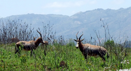 Roan Antelope