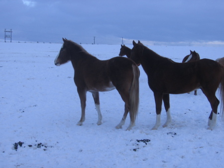 Skeeter and her pasturemates