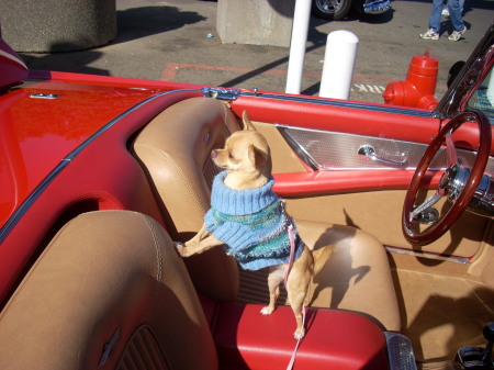 Gidget in our T-Bird