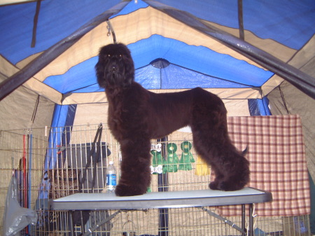 Calgary Dog Show Aug. 2004