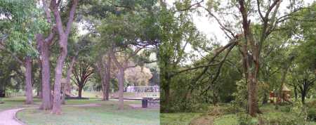 Hurricane IKE takes a whack at our park