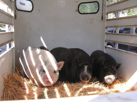 Pot Belly Pigs in our trailer - 2007 fire evac