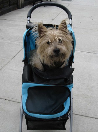 Cody in his stroller