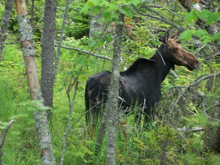 Trip to Moose Head Region