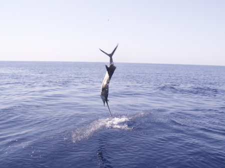 sailfish,Costa Rica