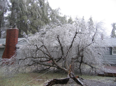 Uprooted Apple Tree