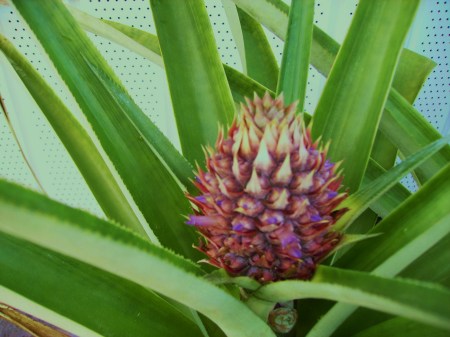 close up pineapple