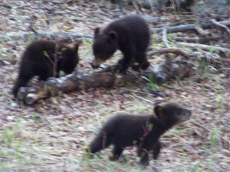 Baby bears